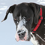 Snow nose
