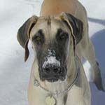 Snow nose