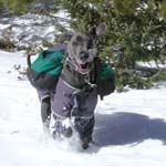 Joy of snow